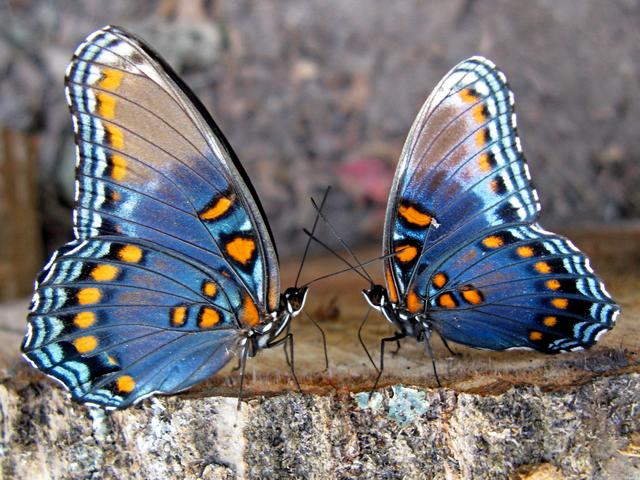 Все о бабочках в Новом Осколе | ЗооТом портал о животных