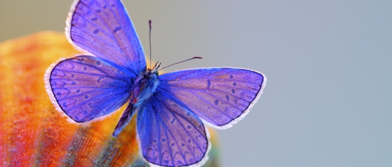 Все о бабочках в Новом Осколе | ЗооТом портал о животных