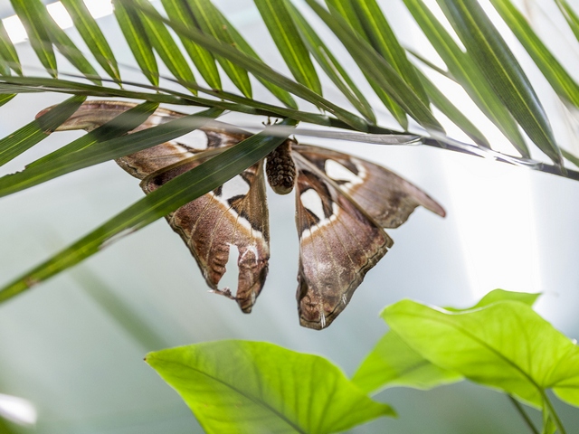 Породы бабочек | ЗооТом - продажа, вязка и услуги для животных в Новом Осколе