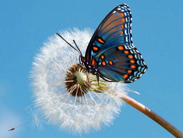 Породы бабочек | ЗооТом - продажа, вязка и услуги для животных в Новом Осколе