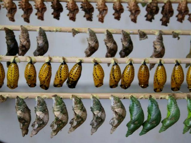 Содержание бабочек и уход за ними | ЗооТом - продажа, вязка и услуги для животных в Новом Осколе