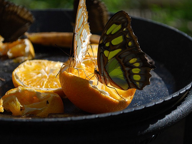 Содержание бабочек и уход за ними | ЗооТом - продажа, вязка и услуги для животных в Новом Осколе