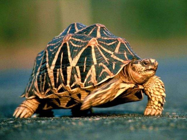Все о черепахах в Новом Осколе | ЗооТом портал о животных
