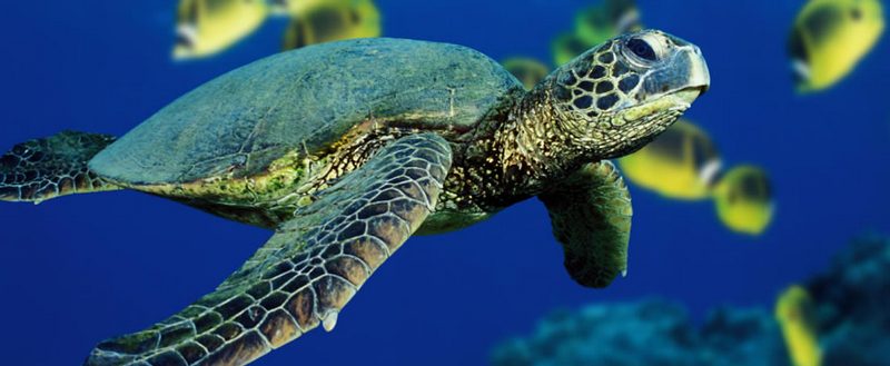 Все о черепахах в Новом Осколе | ЗооТом портал о животных