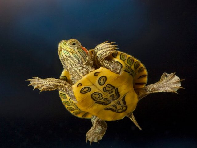 Породы черепах в Новом Осколе | ЗооТом портал о животных