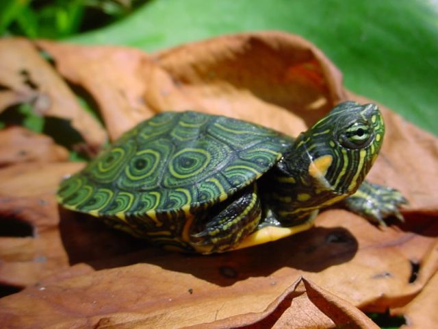Породы черепах в Новом Осколе | ЗооТом портал о животных