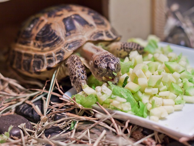 Содержание черепах и уход за ними в Новом Осколе | ЗооТом портал о животных