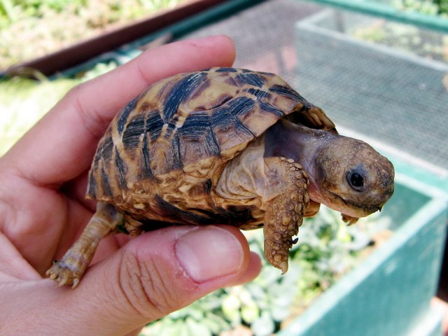 Содержание черепах и уход за ними в Новом Осколе | ЗооТом портал о животных