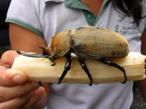 Породы жуков в Новом Осколе | ЗооТом портал о животных