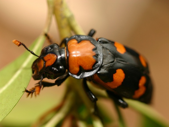 Все о жуках в Новом Осколе | ЗооТом портал о животных