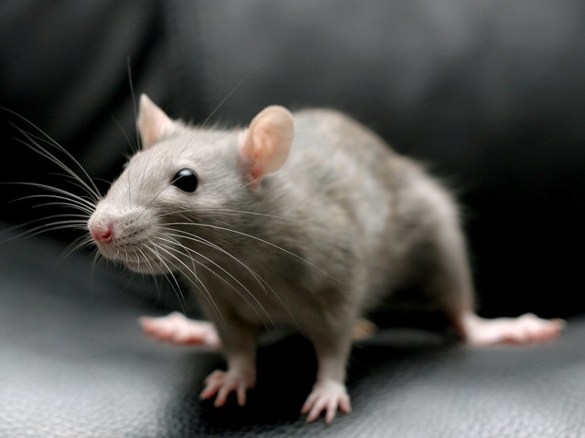 Все о крысах в Новом Осколе | ЗооТом портал о животных