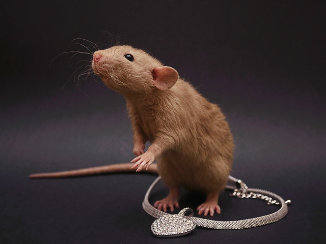 Породы крыс | ЗооТом - продажа, вязка и услуги для животных в Новом Осколе