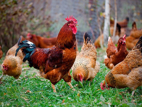 Породы куриц | ЗооТом - продажа, вязка и услуги для животных в Новом Осколе