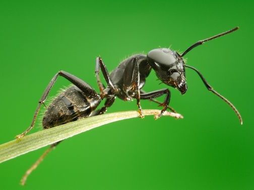 Все о муравьях в Новом Осколе | ЗооТом портал о животных