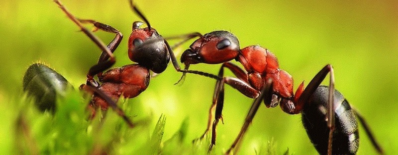Все о муравьях в Новом Осколе | ЗооТом портал о животных
