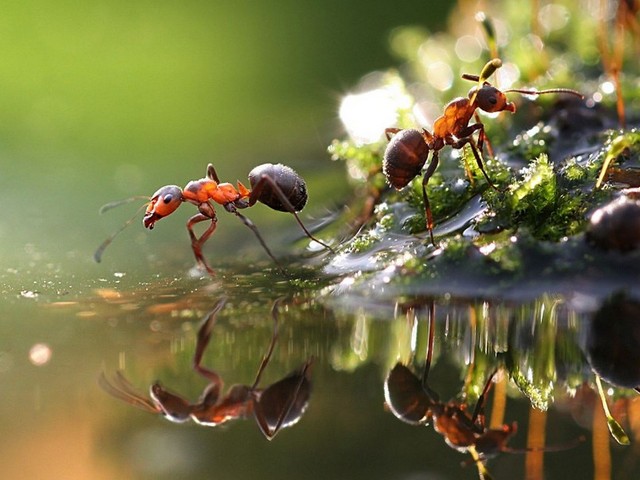 Породы муравьев в Новом Осколе | ЗооТом портал о животных