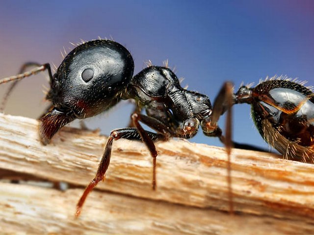 Породы муравьев в Новом Осколе | ЗооТом портал о животных