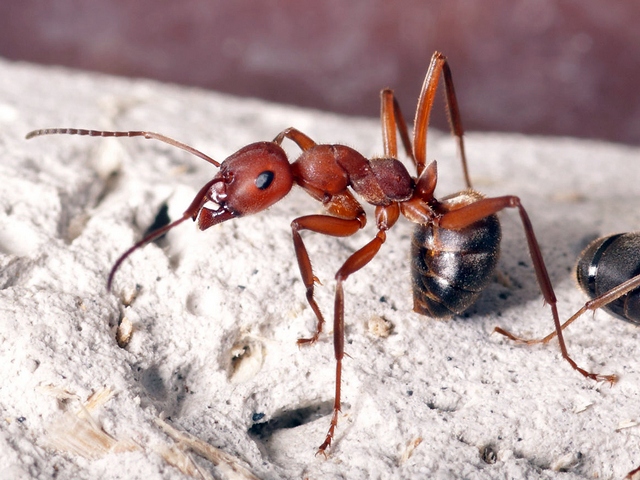 Содержание муравьев и уход за ними в Новом Осколе | ЗооТом портал о животных