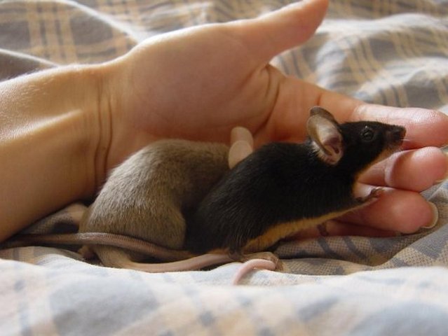 Все о мышах в Новом Осколе | ЗооТом - продажа, вязка и услуги для животных в Новом Осколе