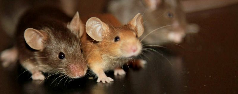 Все о мышах в Новом Осколе | ЗооТом - продажа, вязка и услуги для животных в Новом Осколе