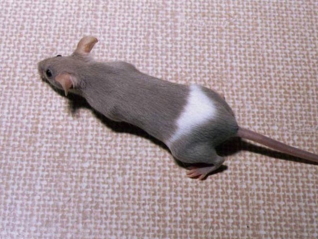 Породы мышей | ЗооТом - продажа, вязка и услуги для животных в Новом Осколе