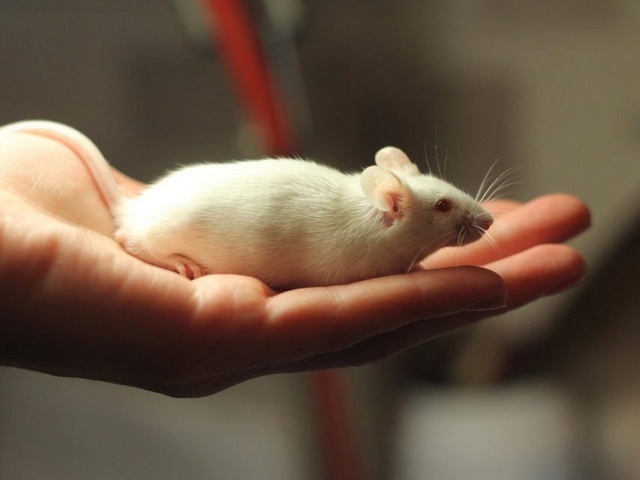 Содержание мышей и уход за ними в Новом Осколе | ЗооТом - продажа, вязка и услуги для животных в Новом Осколе