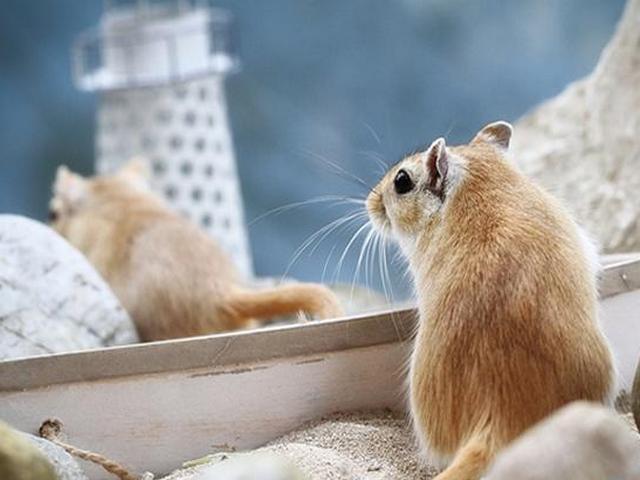 Содержание мышей и уход за ними в Новом Осколе | ЗооТом - продажа, вязка и услуги для животных в Новом Осколе