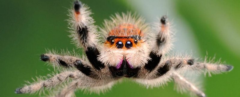 Все о пауках в Новом Осколе | ЗооТом портал о животных