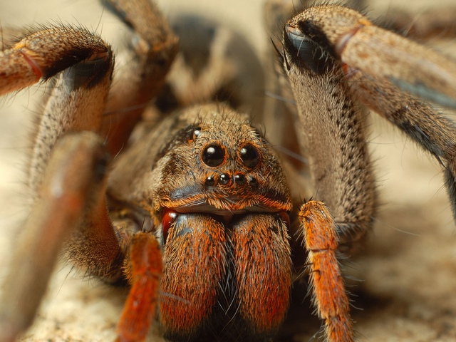 Породы пауков | ЗооТом - продажа, вязка и услуги для животных в Новом Осколе