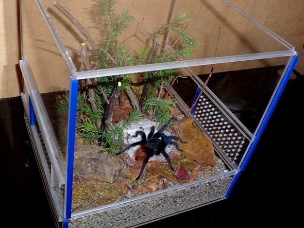 Содержание пауков и уход за ними | ЗооТом - продажа, вязка и услуги для животных в Новом Осколе