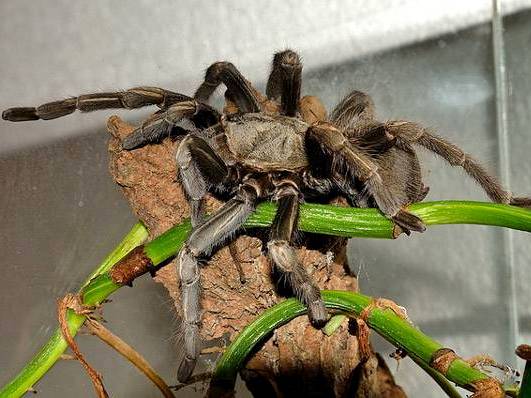 Содержание пауков и уход за ними | ЗооТом - продажа, вязка и услуги для животных в Новом Осколе