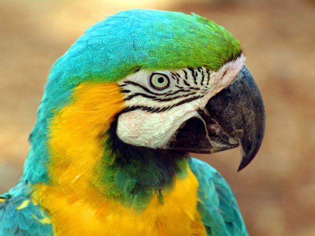 Все о попугаях в Новом Осколе | ЗооТом портал о животных
