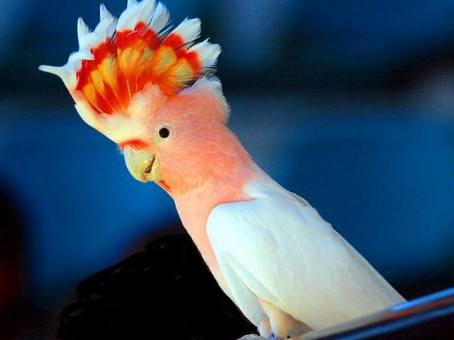 Породы попугаев | ЗооТом - продажа, вязка и услуги для животных в Новом Осколе