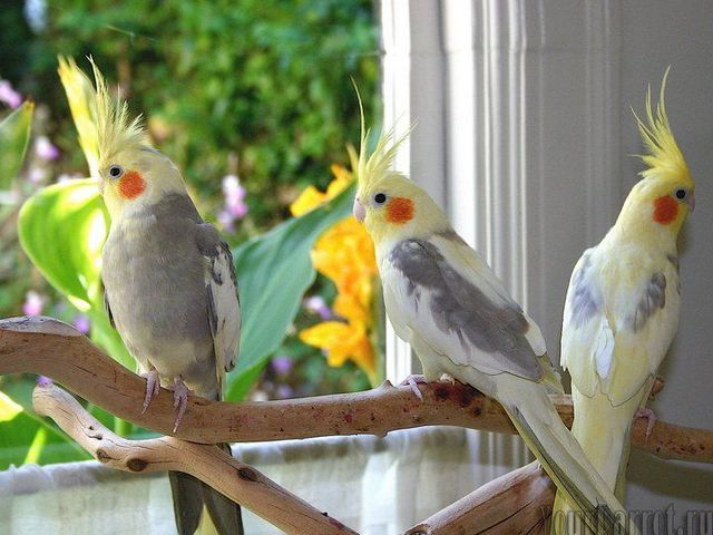 Содержание попугаев и уход за ними | ЗооТом - продажа, вязка и услуги для животных в Новом Осколе