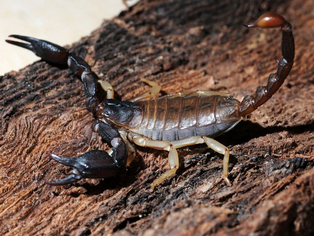 Породы скорпионов в Новом Осколе | ЗооТом портал о животных