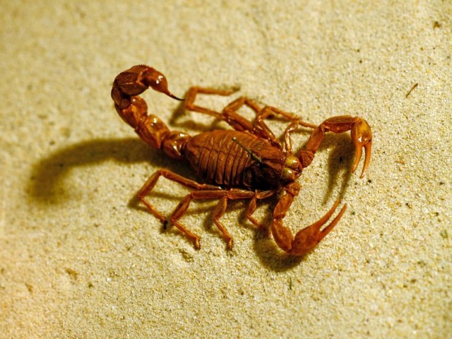 Породы скорпионов в Новом Осколе | ЗооТом портал о животных