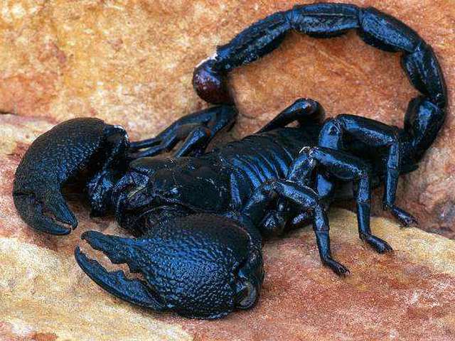 Все о скорпионах в Новом Осколе | ЗооТом портал о животных