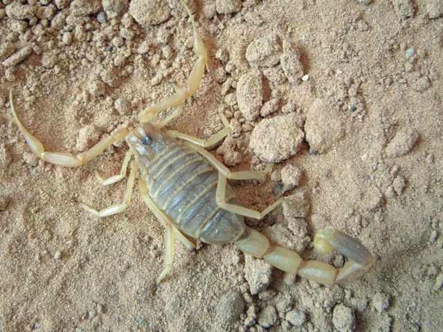 Содержание скорпионов и уход за ними в Новом Осколе | ЗооТом портал о животных