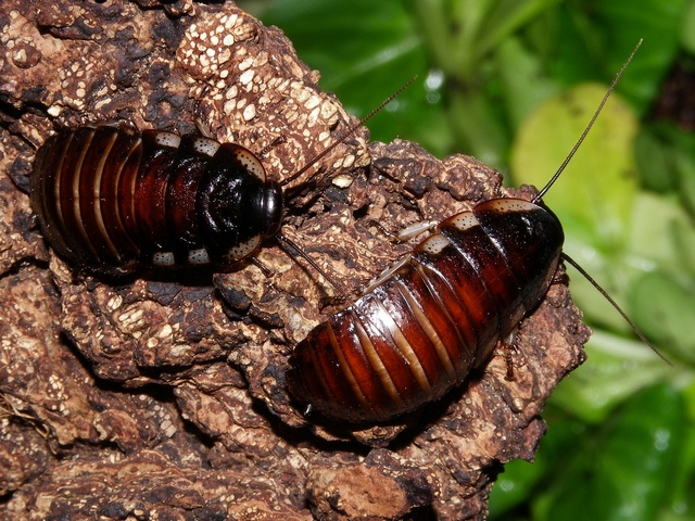Породы тараканов в Новом Осколе | ЗооТом портал о животных