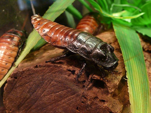 Содержание тараканов и уход за ними в Новом Осколе | ЗооТом портал о животных
