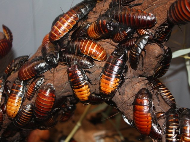Содержание тараканов и уход за ними в Новом Осколе | ЗооТом портал о животных