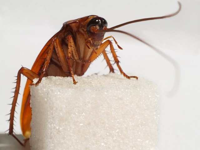 Все о тараканах в Новом Осколе | ЗооТом портал о животных