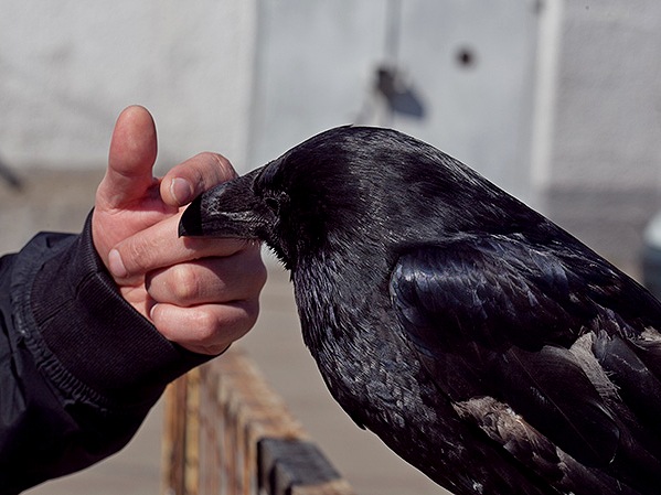Содержание ворон и уход за ними | ЗооТом - продажа, вязка и услуги для животных в Новом Осколе
