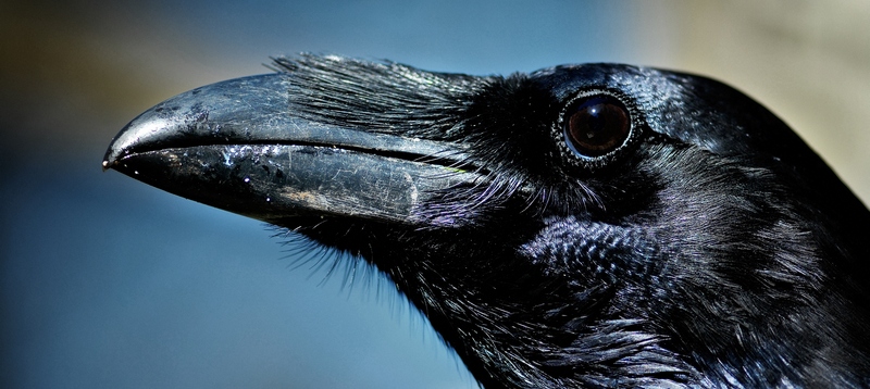 Все о воронах в Новом Осколе | ЗооТом портал о животных