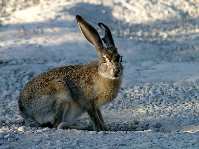 Породы зайцев | ЗооТом - продажа, вязка и услуги для животных в Новом Осколе
