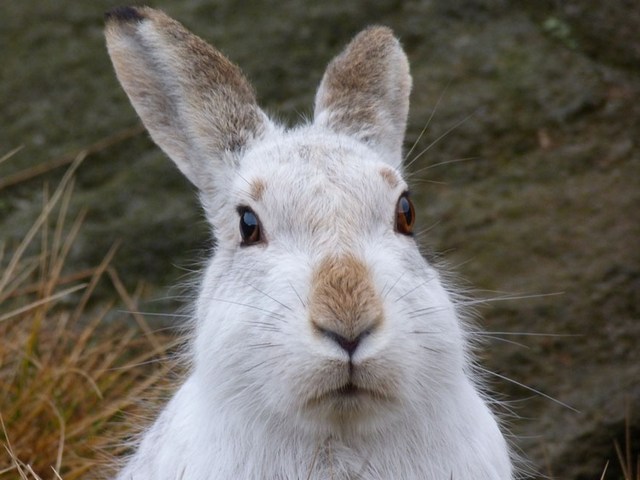 Содержание зайцев и уход за ними | ЗооТом - продажа, вязка и услуги для животных в Новом Осколе