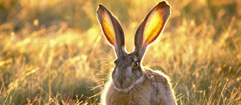 Все о зайцах | ЗооТом - продажа, вязка и услуги для животных в Новом Осколе