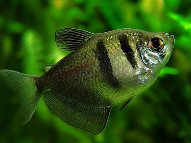 Статьи об аквариумных рыбках в Новом Осколе | ЗооТом портал о животных