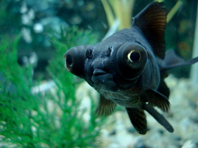 Породы аквариумных рыбок в Новом Осколе | ЗооТом портал о животных