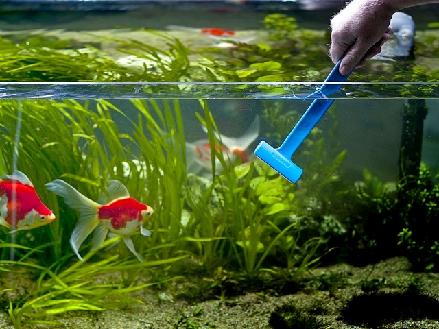 Содержание аквариумных рыбок и уход за ними в Новом Осколе | ЗооТом портал о животных